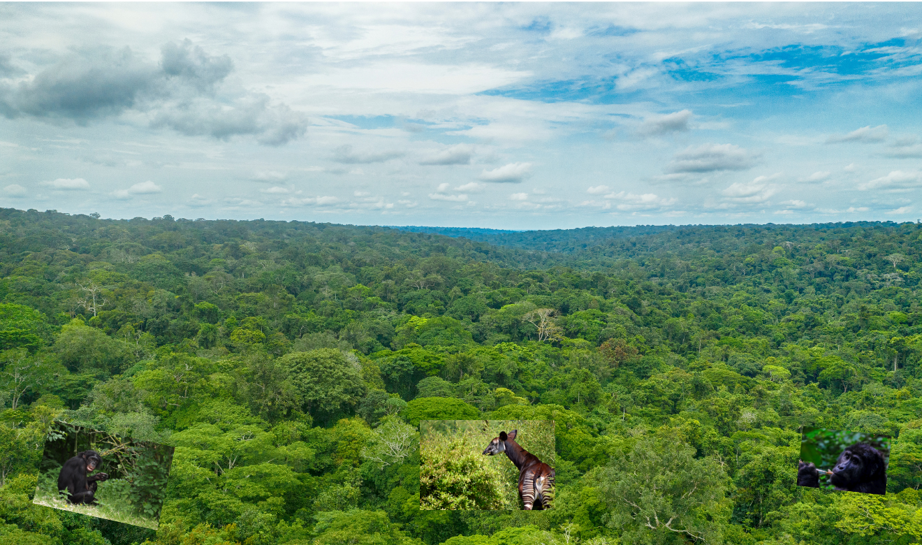CongoHeritage Congo Basin
