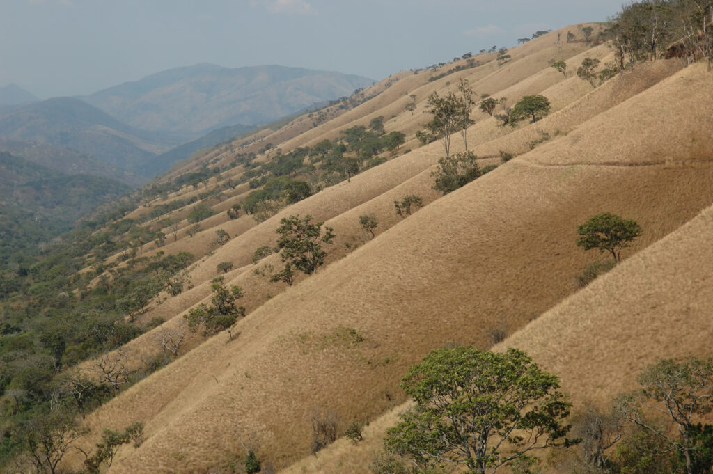 Aerial view of rolling dry brown hills with scattered green trees and distant misty mountains on the horizon.